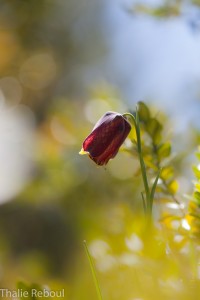 IMG 2610m1024-2